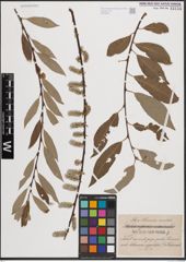 Foto von Salix caprea L. x Salix repens L. x Salix viminalis L.